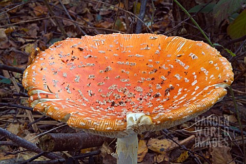 AMANITA_MUSCARIA__FLY_AGARIC_AGED_FRUITING_BODY_BEGINNING_TO_DECAY