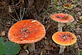 AMANITA MUSCARIA FLY AGARIC,  GROUP OF FRUITING BODIES GROWING IN LEAF LITTER.
