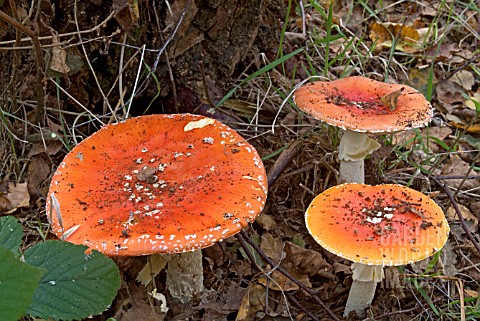 AMANITA_MUSCARIA_FLY_AGARIC__GROUP_OF_FRUITING_BODIES_GROWING_IN_LEAF_LITTER
