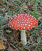 AMANITA MUSCARIA,  FLY AGARIC.