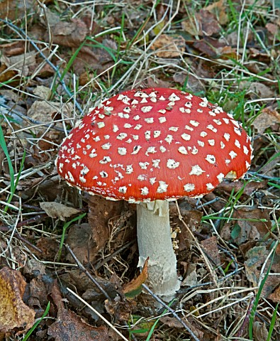 AMANITA_MUSCARIA__FLY_AGARIC