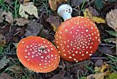 AMANITA MUSCARIA, FLY AGARICSEMI MATURE FRUITING BODIES (MUSHROOMS, ) ONE DISTURBED.