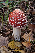 AMANITA MUSCARIA, FLY AGARICIMMATURE FRUITING BODY (MUSHROOM) AMONG BIRCH LEAF LITTER.