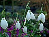 GALANTHUS GRUMPY SNOWDROPS IN GROUP GROWING WITH PRIMULAS IN BACKGROUND.