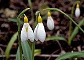 GALANTHUS WENDYS GOLD