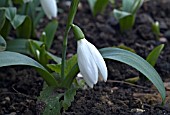 GALANTHUS  UNNAMED SEEDLING FROM KETTON SHOWING PLEATING.  A GARDEN SNOWDROP VARIETY.  CLOSE UP OF SINGLE PLANT WITH ONE FLOWER.