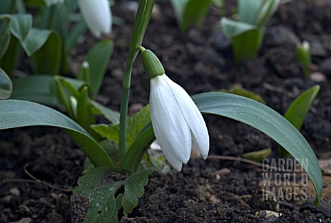 GALANTHUS__UNNAMED_SEEDLING_FROM_KETTON_SHOWING_PLEATING__A_GARDEN_SNOWDROP_VARIETY__CLOSE_UP_OF_SIN