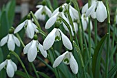 GALANTHUS CAUCASICUS