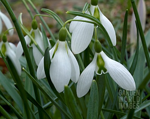 GALANTHUS_JOHN_GRAY__A_GARDEN_SNOWDROP_VARIETY__CLOSE_UP_OF_THREE_FLOWERS