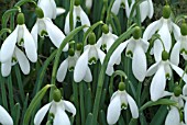 GALANTHUS NIVALIS MAGNET