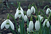 GALANTHUS GALATEA