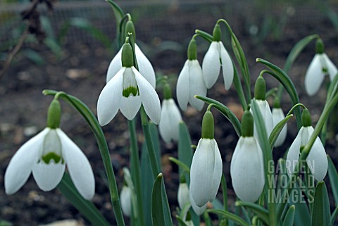 GALANTHUS_GALATEA