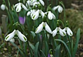 GALANTHUS THRUMPS