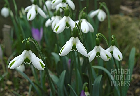 GALANTHUS_THRUMPS