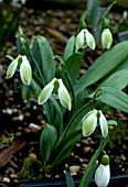 GALANTHUS ROSEMARY BURNHAM   A GARDEN VARIETY OF SNOWDROP WITH GREEN VEINING ON OUTER TEPALS.