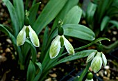 GALANTHUS ROSEMARY BURNHAM  A GARDEN VARIETY OF SNOWDROP WITH GREEN VEINING ON OUTER TEPALS.