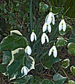 SNOWDROPS FLOWERING AMONG VARIEGATED IVY (HEDERA CANARIENSIS GLOIRE DE MARENGO.