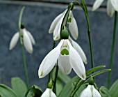 GALANTHUS TWO EYES  CLOSE UP OF FLOWERS SHOWING DISTINCTIVE TWIN GREEN DOTS.