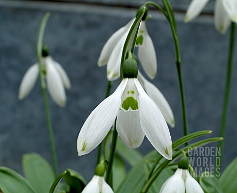 GALANTHUS_TWO_EYES__CLOSE_UP_OF_FLOWERS_SHOWING_DISTINCTIVE_TWIN_GREEN_DOTS