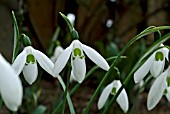 GALANTHUS COMET