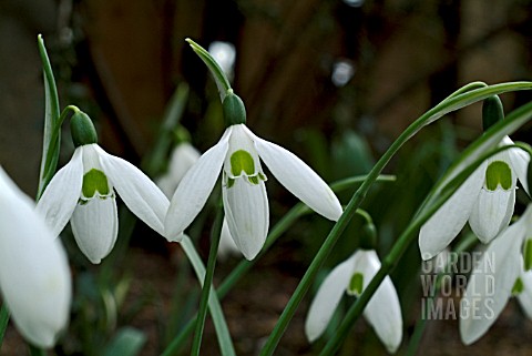 GALANTHUS_COMET