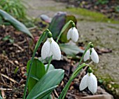 GALANTHUS PLICATUS AUGUTUS  CLOSE UP OF GROWING PLANTS SHOWING QUILTED TEXTURE OF THE TEPALS.