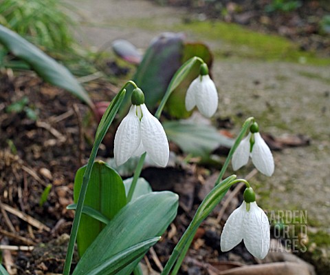 GALANTHUS_PLICATUS_AUGUTUS__CLOSE_UP_OF_GROWING_PLANTS_SHOWING_QUILTED_TEXTURE_OF_THE_TEPALS