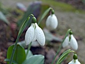 GALANTHUS PLICATUS AUGUTUS  CLOSE UP OF GROWING PLANT SHOWING QUILTED TEXTURE OF THE TEPALS.