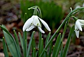 GALANTHUS NIVALIS LADY BEATRIX STANLEY DOUBLE FLOWERED GARDEN VARIETY OF SNOWDROP.  CLOSE UP SHOWING DEFORMED TEPALS TYPICAL OF THIS FORM.