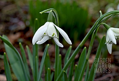 GALANTHUS_NIVALIS_LADY_BEATRIX_STANLEY_DOUBLE_FLOWERED_GARDEN_VARIETY_OF_SNOWDROP__CLOSE_UP_SHOWING_