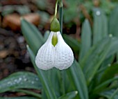 GALANTHUS DIGGORY UNUSUAL FLOWER SHAPE.