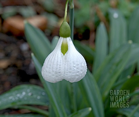 GALANTHUS_DIGGORY_UNUSUAL_FLOWER_SHAPE