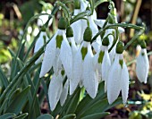 GALANTHUS ELWESII KITE