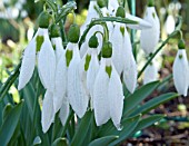 GALANTHUS ELWESII KITE