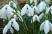 GALANTHUS BERTRAM ANDERSON