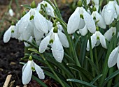 GALANTHUS BERTRAM ANDERSON