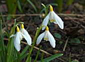 GALANTHUS RAY COBB