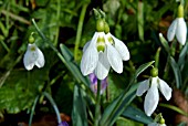 GALANTHUS PLICATUS SUBSPECIES BYZANTINUS