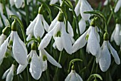 GALANTHUS BACKHOUSE SPECTACLES