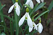 GALANTHUS ALDGATE