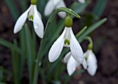 GALANTHUS ALDGATE