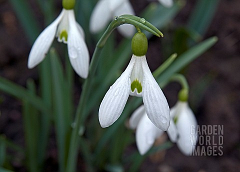 GALANTHUS_ALDGATE