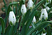 A FORM OF THE COMMON SNOWDROP WITH GREEN TIPS ON ITS OUTER TEPALS.  CLOSE UP OF FLOWERS IN THE RAIN