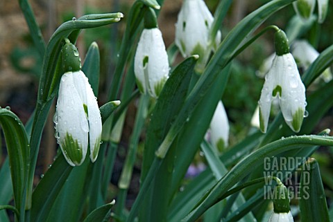 A_FORM_OF_THE_COMMON_SNOWDROP_WITH_GREEN_TIPS_ON_ITS_OUTER_TEPALS__CLOSE_UP_OF_FLOWERS_IN_THE_RAIN