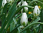 A FORM OF THE COMMON SNOWDROP WITH GREEN TIPS ON ITS OUTER TEPALS.  CLOSE UP OF FLOWERS ON GROWING PLANT IN RAIN.