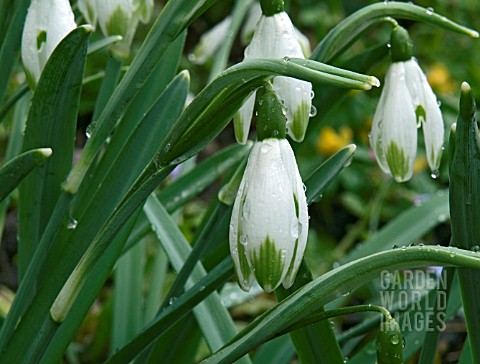 A_FORM_OF_THE_COMMON_SNOWDROP_WITH_GREEN_TIPS_ON_ITS_OUTER_TEPALS__CLOSE_UP_OF_FLOWERS_ON_GROWING_PL