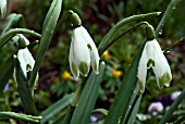 A FORM OF THE COMMON SNOWDROP WITH GREEN TIPS ON ITS OUTER TEPALS.  CLOSE UP OF FLOWERS SHOWING GREEN TIPS.