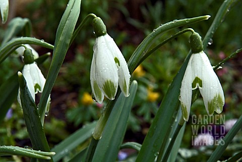 A_FORM_OF_THE_COMMON_SNOWDROP_WITH_GREEN_TIPS_ON_ITS_OUTER_TEPALS__CLOSE_UP_OF_FLOWERS_SHOWING_GREEN