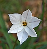 IPHEION ALBERTO CASTILLO  CLOSE UP OF SINGLE FLOWER