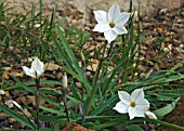 IPHEION ALBERTO CASTILLO  PLANT GROWING IN GRAVEL BORDER